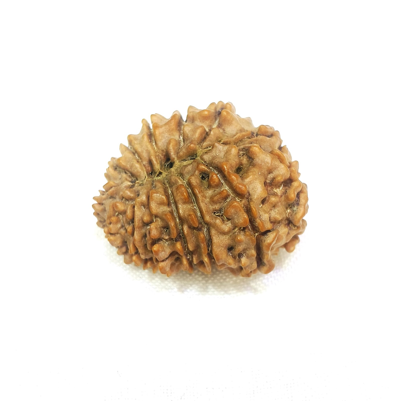 14 mukhi rudraksha