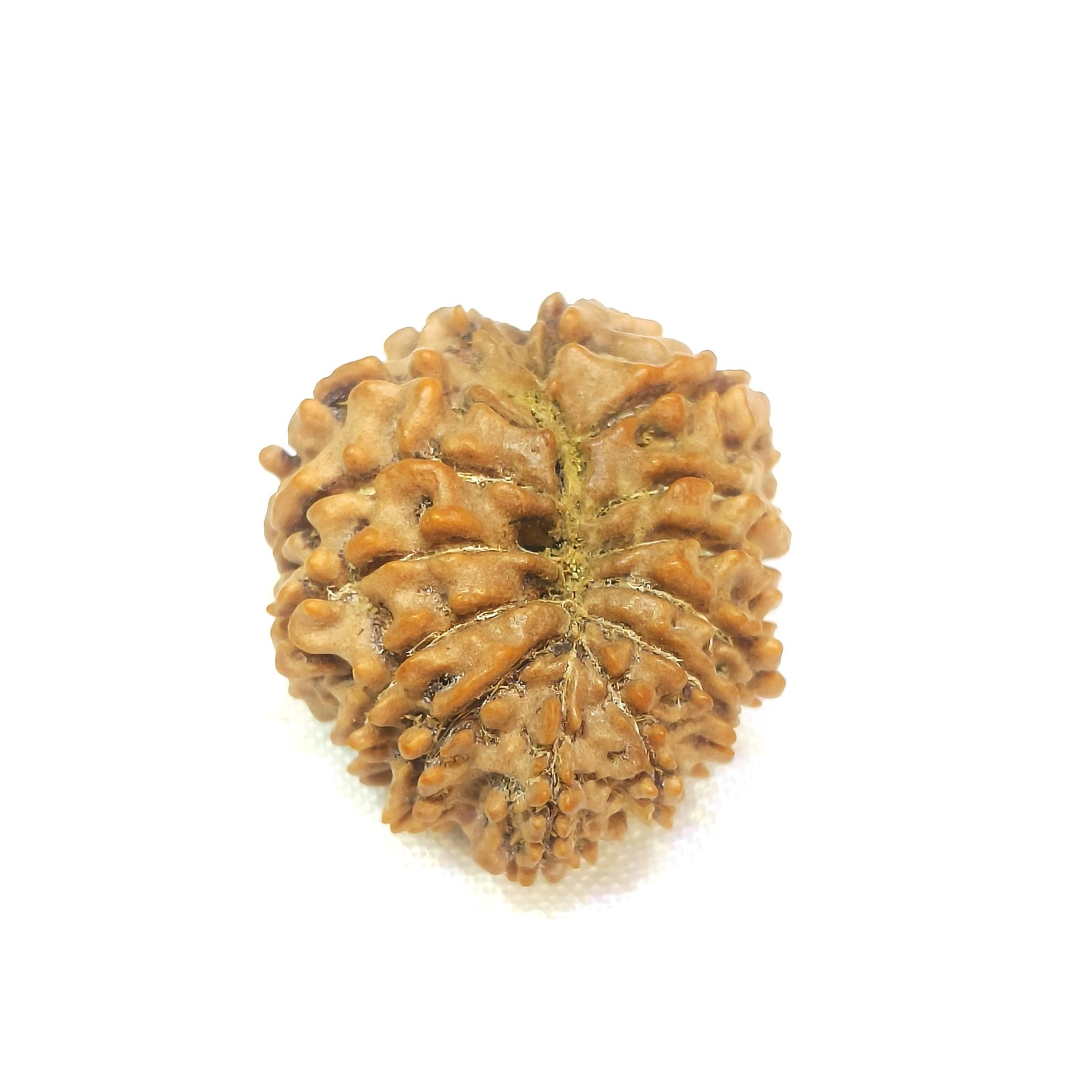 14 mukhi rudraksha