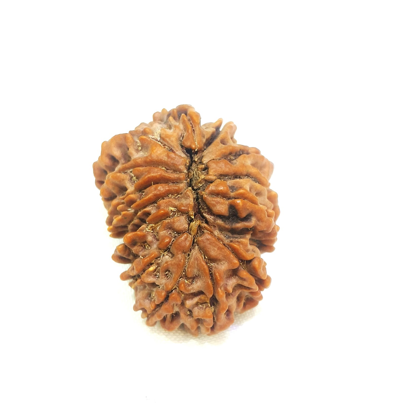 14 mukhi rudraksha