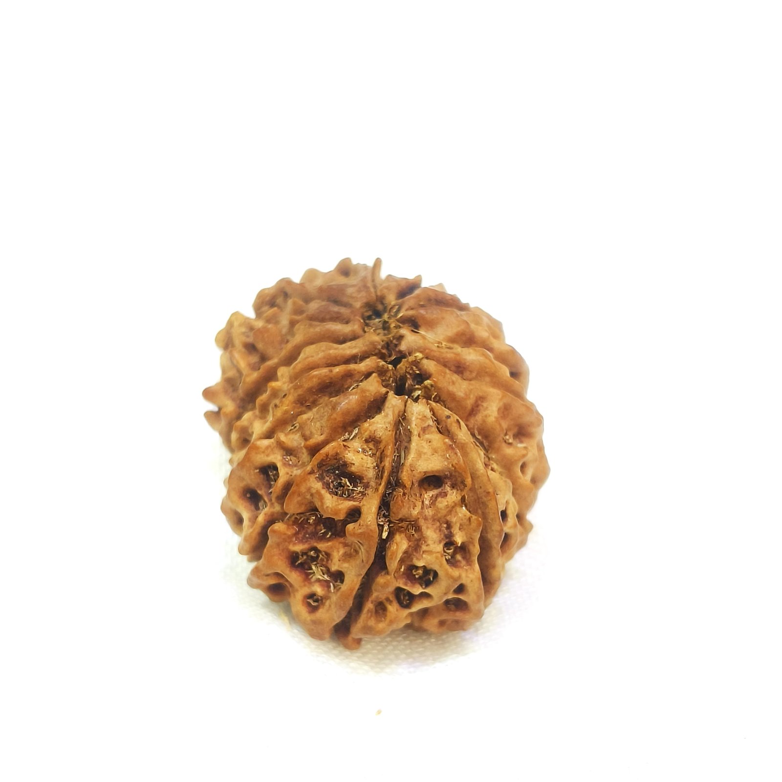 14 mukhi rudraksha